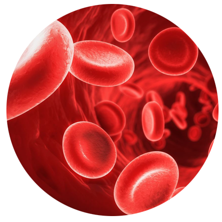 platelet rich plasma therapy